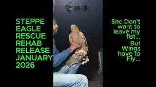 Steppe eagle rescue rehab release story. Eagle in pakistan