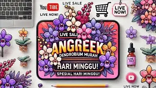 🔴LIVE SALE PAGI‼️ Minggu syahdu obral anggrek super istimewa🥰🥰
