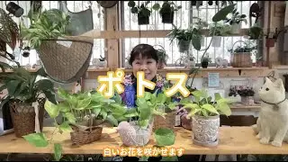 ポトスの魅力と育て方 [ 福岡 糸島 観葉植物 & 雑貨 店 ]