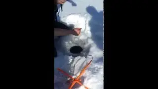 Local Bassholes catching a huge musky ice fishing