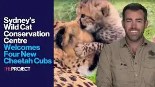 Sydney's Wild Cat Conservation Centre Welcomes Four New Cheetah Cubs