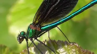 EMERALD DAMSELFLY ❌ (Lestes sponsa) 👀👈👈  21/5/24. Zoom  in :=   ‼️ @redfox111 🎥
