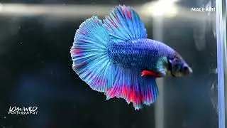 HALFMOON MALE BETTA #31 LOMWILD