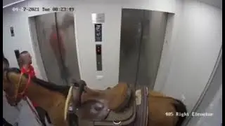 Horse in an elevator in Tel Aviv - סוס במעלית בתל אביב - Security Camera Footage