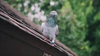 Pigeons Call | Free Sound Effects | Animal Sounds