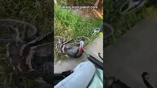 #CeritaSprinter - KURIR DIKEJAR KALKUN KULUK KULUK KULUK