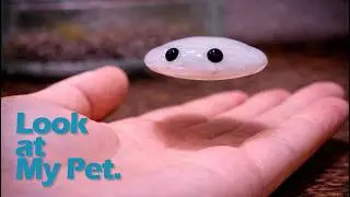 Look at My Pet.