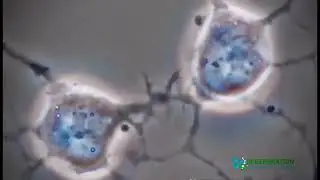 Neural Stem Cells and How They Communicate