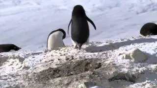 Frozen Planet Penguin Clip