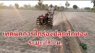 ปลูกฟักทอง