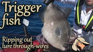 Peixe Porco - Extremamente Fortes e Agressivos Destruidores de Amostras - Sabikis, Jigs e Corrico 4K