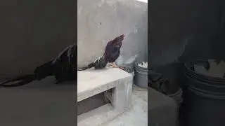 #aseel #rooster #murga #chicken #oldblood #amazing #amroha #trending #pureaseel #2023