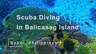 Scuba Diving In Balicasag Island