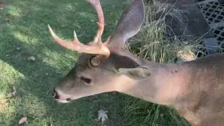 Whitetail Buck Deer With Blood on His Antlers @ The Hillbilly Hoarder