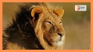Probe launched following poisoning of several lions in Amboseli