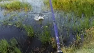 Quando essa isca passa sobre a água é só ataque certeiro#pescariadetraira 