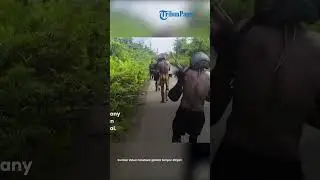 Kontak Tembak Pecah! Aparat Kejar KKB Penembakan Sopir Truk di Yahukimo