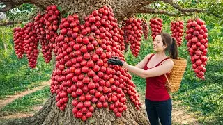 Harvesting Hybrid Plums Clinging to Trees | Ancient Fish Sauce Pickled Plum Recipe (Generations)