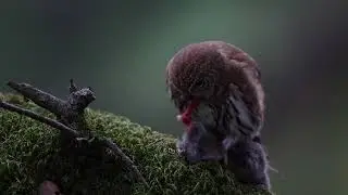 Northern Pygmy Owl eating