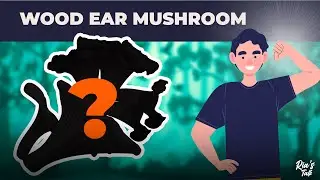Surprising Benefits of Black Fungus (Wood Ear Mushrooms)