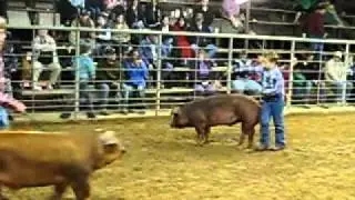 Austen & Ox Win Local Show.mov
