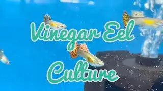Vinegar eels culture (Live food)