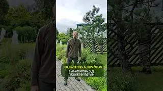 Сосна чёрная австрийская #ниваки