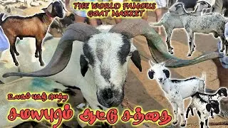 உலகப் புகழ் பெற்ற சமயபுரம் ஆட்டு சந்தை | Samayapuram Aattu Sandhai | World Famous Goat Market | Goat