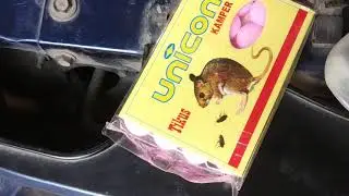 Tip usir tikus di kabin mesi isuzu panther