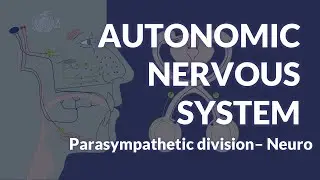 AUTONOMIC NERVOUS SYSTEM: Parasympathetic division - NEUROANATOMY