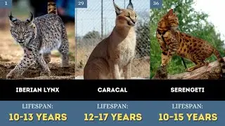 TOP 100 CAT BREEDS FOR CAT LOVERS