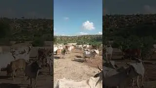 الأبقار في القطيع وقت المساء.#Cows #VillageLife #NatureBeauty #PeacefulAnimals #RuralScenes #CowLo