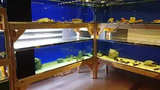 ИДЕАЛЬНЫЙ AQUARIUM HOBBY ROOM - ПРОСТО СМОТРЕТЬ !!!