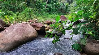 Goodbye Tedium to Deep Sleep with River Sounds Weaving Through a Secluded Forest Hollow
