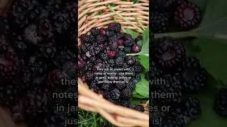 Let's FORAGE for wild berries together! 🍓