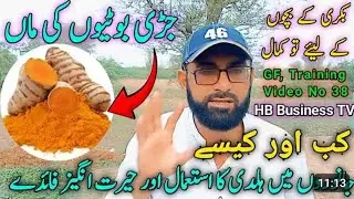 The use of turmeric in animals | Bakrion ko Haldi khelne ke faide | Desi totkay | HB Business TV