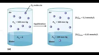 Gas Exchange Part 1. Henry’s Law. Partial Pressure of Gases within the Atmosphere, Alveoli & Blood.