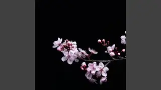 Cherry Blossoms
