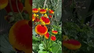 Most Unusual Flowers in My Garden!