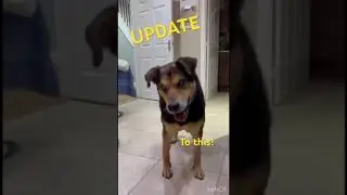 Just look at Scout now! Blind from the public shelter, in his forever home 1 year now | Paws2Rescue