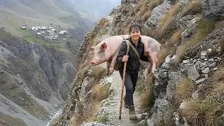 Transporting a 90kg Forest Pig on Dangerous Roads | Rural Farm Life