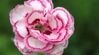 Pink Carnation Flower Wallpaper Set Of Beautiful Picture Collection