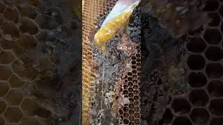 عسل السدر الطبيعي  Natural Sidra Honey 🍯  من الخلية مباشرة