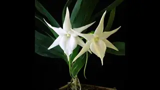 Ангрекум Angraecum bosseri Angraecum sesquipedale (Darwin's Orchid)