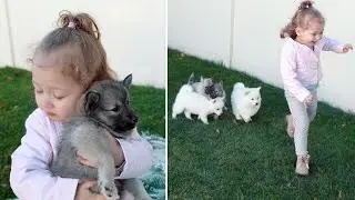 Best Bowtie Pomsky Love - Puppy chase with a toddler. So cute and Loving!