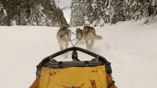 Low snow cancels races at Idaho Sled Dog Challenge