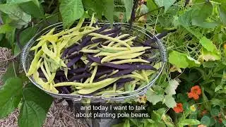 Planting Pole Beans