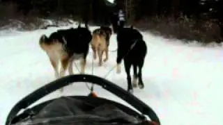 Banff Dogsledding, Canada