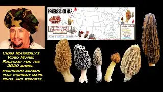 2020 Morel Mushroom Forecast For The New Season By Chris Matherly
