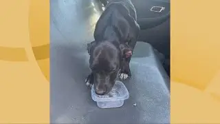 Ready Pet GO! | Saving Luna: A Clear The Shelters happy tail